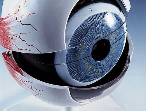 Anatomy Model Eyeball Human
